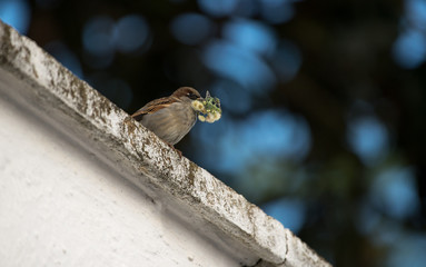 Pardal com flores no bico