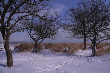 landscape with trees in winter