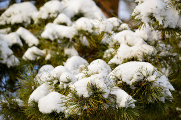 coniferous tree branch under a layer of snow