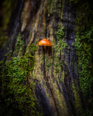 Bokeh Samtfußrübling