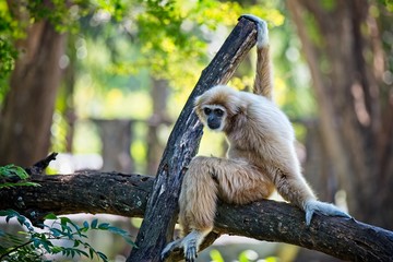 white gibbon sitting on a tree branch and posing for the camera