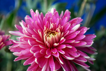 an autumn flower is a pink chrysanthemum