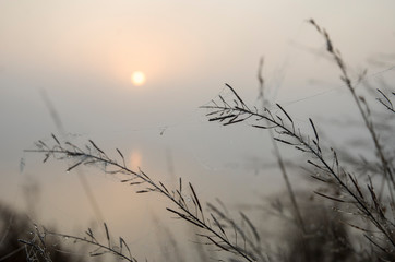 Pink dawn, the sun covered with fog, graphic branches in the foreground