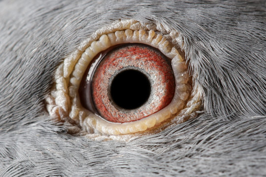 Close up image of racing pigeon eye