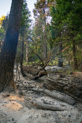 Fototapeta premium Wildfire at Sequoia National Park