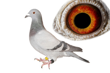 Racing pigeon isolated on white background with isolated macrophotograhy of the eye