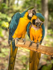 Macaws petting each other...