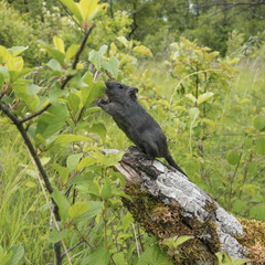 Portrait de Gerbilles