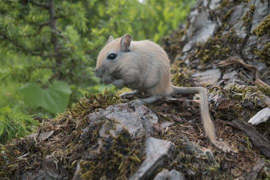 Portrait de Gerbilles