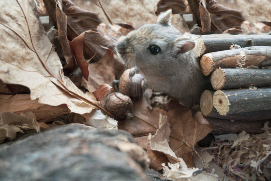 Portrait de Gerbilles