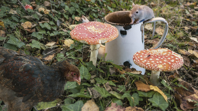 Portrait de Gerbilles