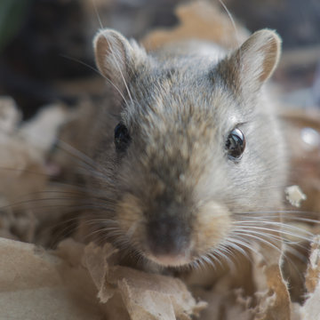 Portrait de Gerbilles
