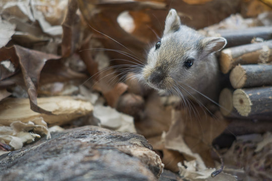 Portrait de Gerbilles