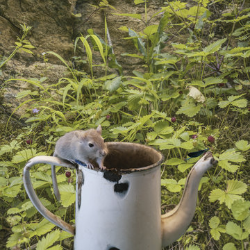 Portrait de Gerbilles