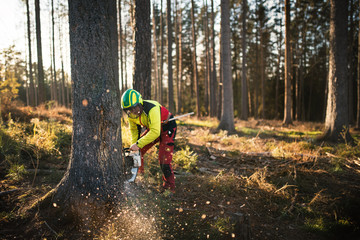 Logger man cutting a tree with chainsaw. Lumberjack working with chainsaw during a nice sunny day. Tree and nature. People at work. - 301261456