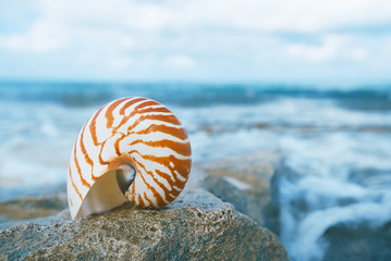 nautilus sea shell on beach in  soft sunlight