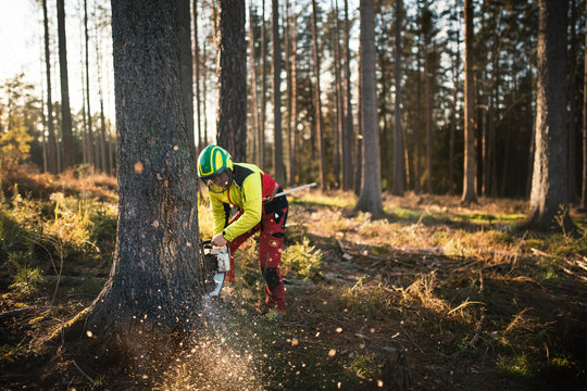 Logger man cutting a tree with chainsaw. Lumberjack working with chainsaw during a nice sunny day. Tree and nature. People at work.