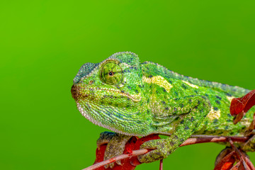 Macro shots, Beautiful nature scene green chameleon 