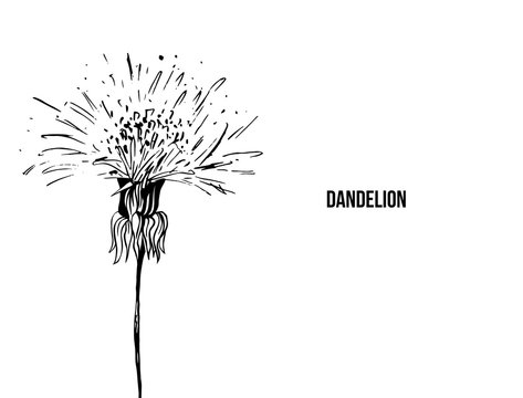 Flowering dandelion freehand vector illustration. Spring honey plant, wildflower outline. Fragile summer flower, Taraxacum leaves and petals monochrome engraving. Postcard, poster design element
