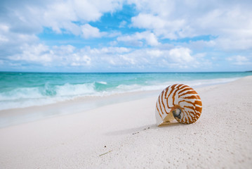 nautilus shell on white beach sand, against sea waves
