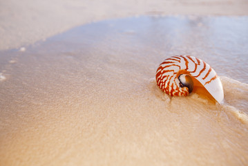 nautilus sea shell on golden sand beach in  soft sunset light