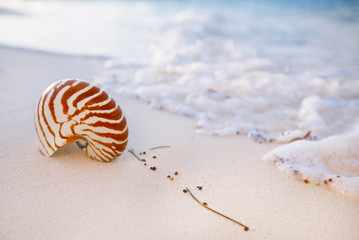 nautilus sea shell on golden sand beach in  soft sunset light