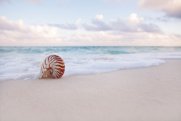 Nautilus muszli na złotej, piaszczystej plaży w miękkim świetle słońca - 301262078