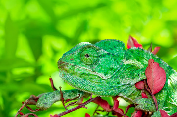 Macro shots, Beautiful nature scene green chameleon 