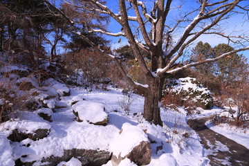 Fototapeta na wymiar Nature and Winter