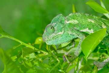 Macro shots, Beautiful nature scene green chameleon 