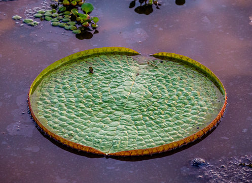 Leaves of the largest water lily (Victoria amazonica) on the surface of the water in the rays of the setting sun. Awesome pink shade of water. Brazil. Pantanal National Park.