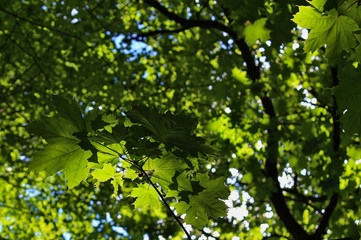 Green maple tree leaves illuminated by the sun.