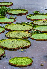 Leaves of the largest water lily (Victoria amazonica) on the surface of the water. Brazil. Pantanal National Park.