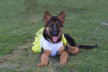 german shepherd puppy