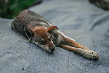 A dog sleeps on a plastic cover in the small little mountain town of Sapa in Northern Vietnam