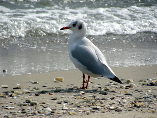 Larus