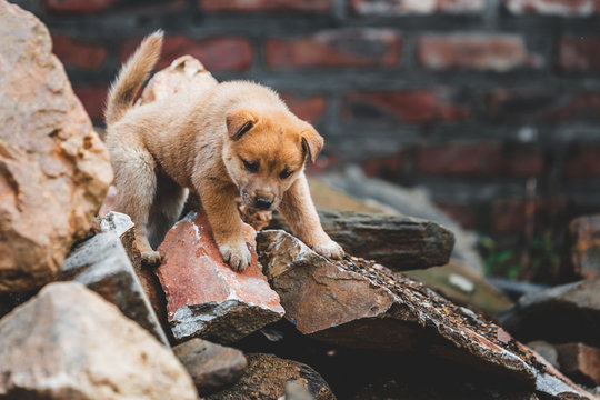 A Cute Lone Abandoned Puppy Climbing On Rubble After A House Collapsed In Vietnam