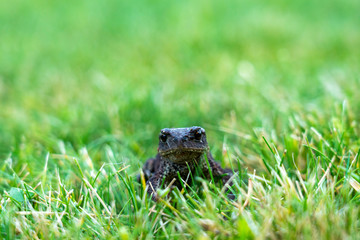 A little frog isolated in the green grass. Reptiles , nature and animal concept.