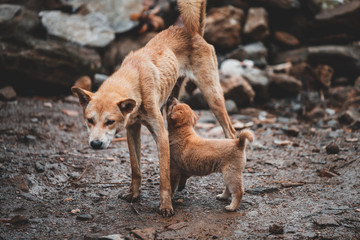 A small cute puppy drinks from it's mother as they search for food after being left stray around an abandoned building