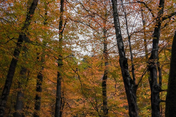 Obraz premium autumn