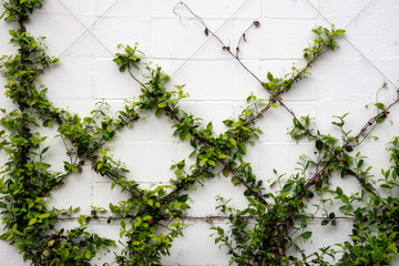Green vines are trained to grow on a wire frame on a wall, and will create an elegant minimalist...