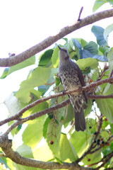 bulbul o branch