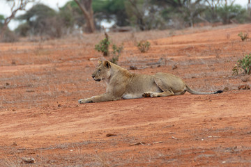 Lioness lying in the Savannah