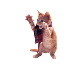 A red kitten in a plaid scarf stands on its hind legs, its front paws holds up with its claws extended. Isolated on white background