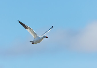 Snow geese gathering in Quebec Canada preparing for the migration south.