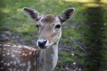 Close up of head of a cute deer. Deer are the hoofed ruminant mammals forming the family Cervidae.
