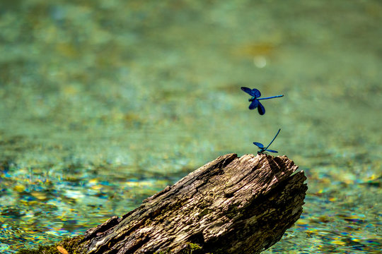 Banded demoiselle dragonfly, a.k.a. Calopteryx Virgo, close-up shot against natural green background, beautiful bokeh, sunny springtime day near Blue Eye spring in Albania. Selective focus