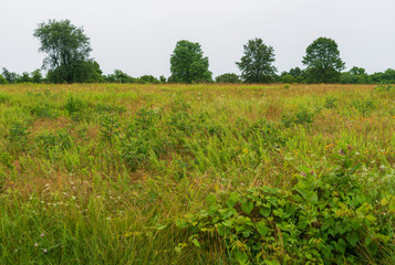 Fototapeta premium The Thick Grasslands at Wilson's Creek National Battlefield