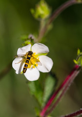 hoverfly (syrphidae) on white blossom in mountain meadow in spring season; colorful macro with blurred bokeh background