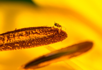 macro of a aphid covered with pollen on the stamen of a lily blossom